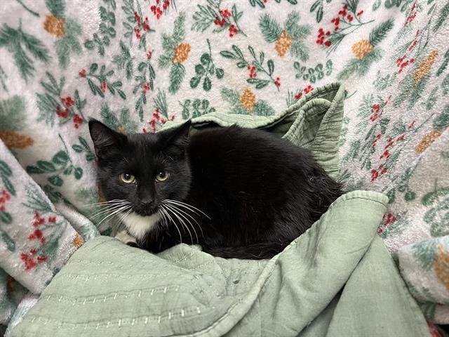 NEBULA - Domestic Short Hair available for adoption