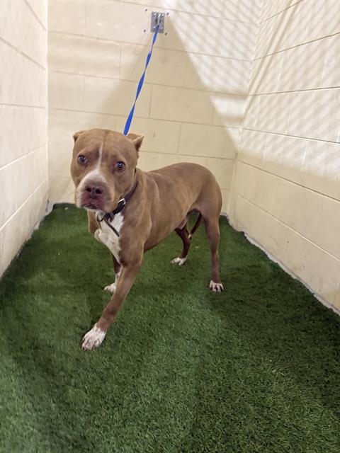 RALPH - Bulldog available for adoption