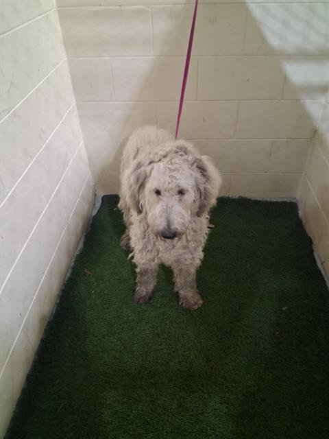 CHARLIE - Poodle (Standard) / Golden Retriever available for adoption