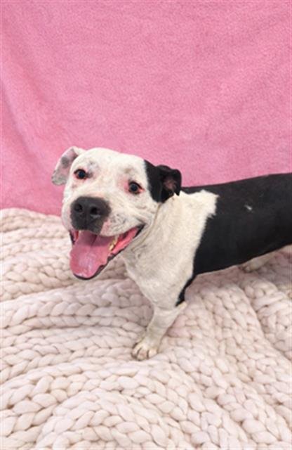 A1262043 - Bulldog available for adoption