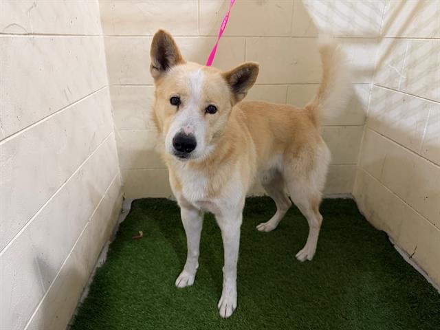 A1259544 - Canaan Dog available for adoption