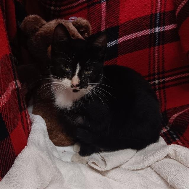 NEWTON - Domestic Short Hair available for adoption