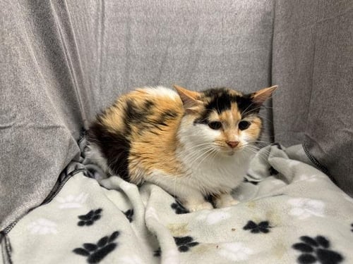 CLOVER - Domestic Medium Hair available for adoption