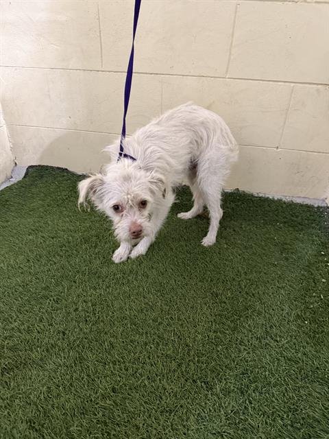 CRICKET - Miniature Schnauzer available for adoption