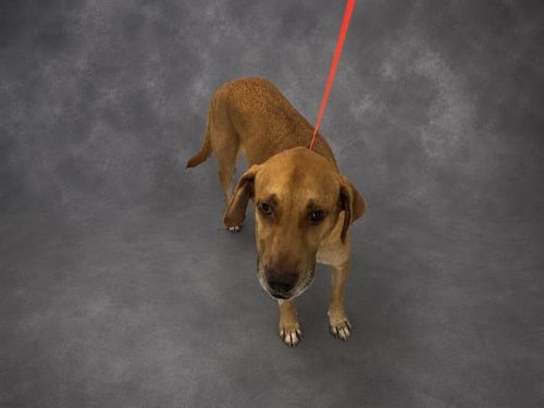 BON JOVI - Labrador Retriever available for adoption