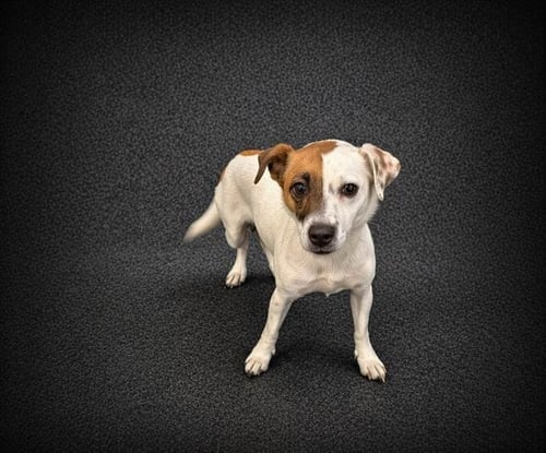 ROSS - Parson Russell Terrier for adoption in Lakeland