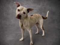 JASPER - Photo 1