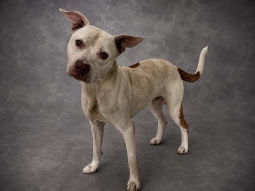 JASPER - Bulldog available for adoption
