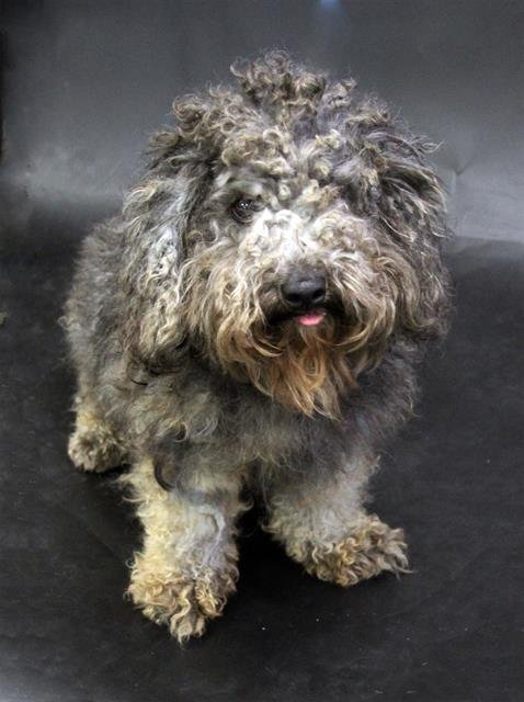 A1258469 - Poodle (Miniature) available for adoption