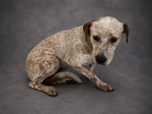 BRANDI - Australian Cattle Dog/Blue Heeler available for adoption