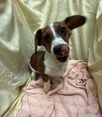 A1257831 - Dachshund / Parson Russell Terrier available for adoption