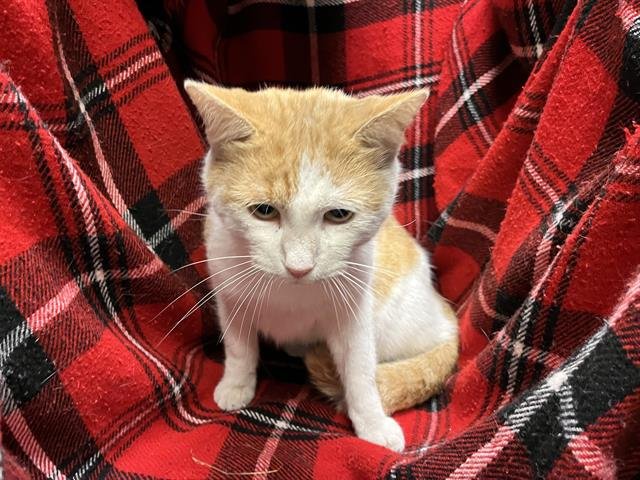 HARRY - Domestic Short Hair available for adoption