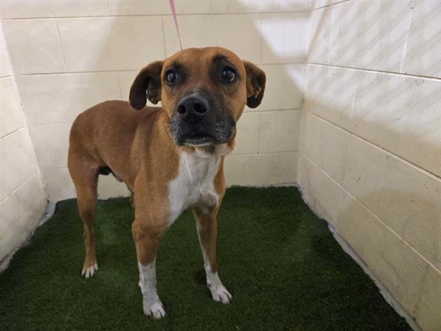 A1257887 - Black Mouth Cur available for adoption