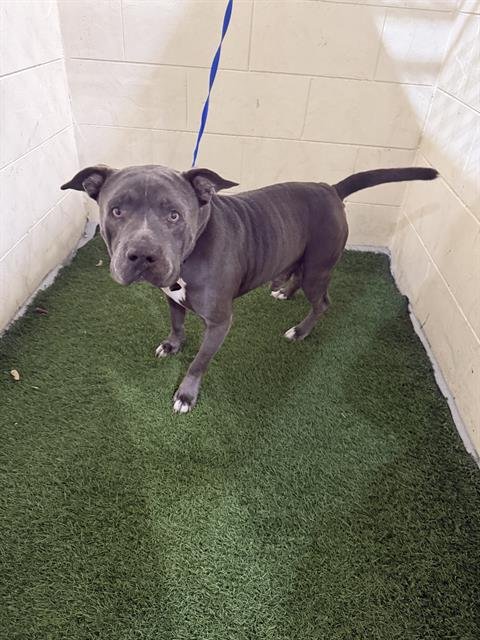 A1259629 - Bulldog available for adoption