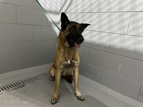 SAMMY - Belgian Shepherd Malinois available for adoption