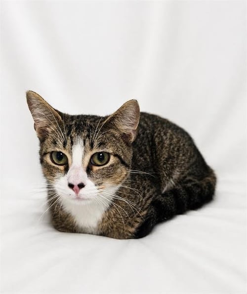 RAMB - Domestic Short Hair available for adoption