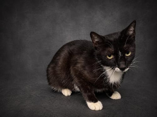 MARBLE - Domestic Short Hair for adoption in Lakeland