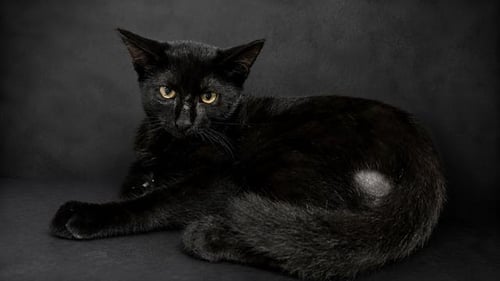 HALDEN - Domestic Short Hair for adoption in Lakeland