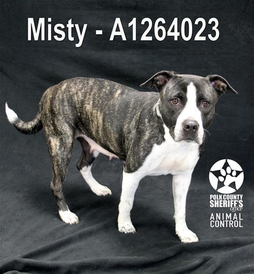 MISTY - Bulldog for adoption in Lakeland