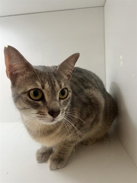 MRS. WHITE - Domestic Short Hair available for adoption