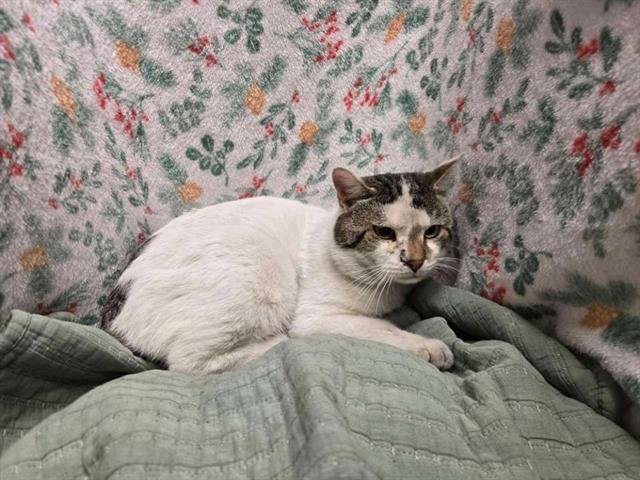 WHISKERS - Domestic Short Hair available for adoption