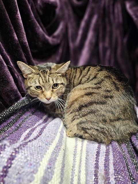 PRINCESS - Domestic Short Hair available for adoption