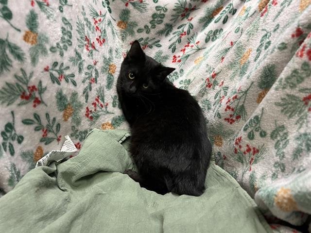 A1259107 - Domestic Short Hair available for adoption