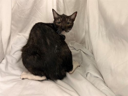 RAVEN - Domestic Short Hair available for adoption