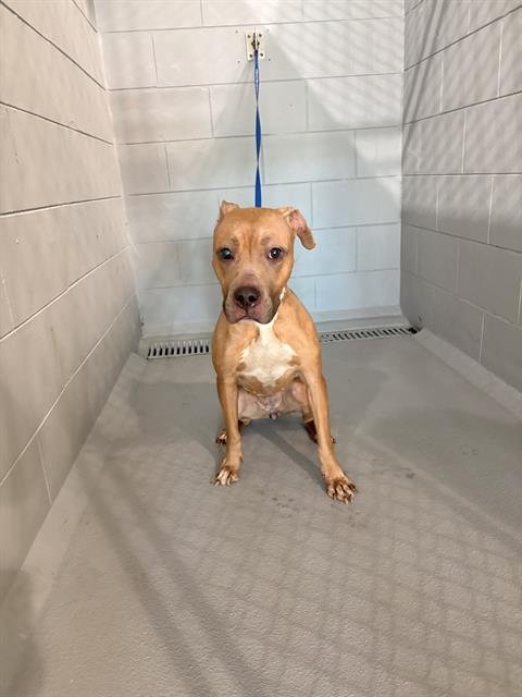 HERA - Bulldog for adoption in Lakeland