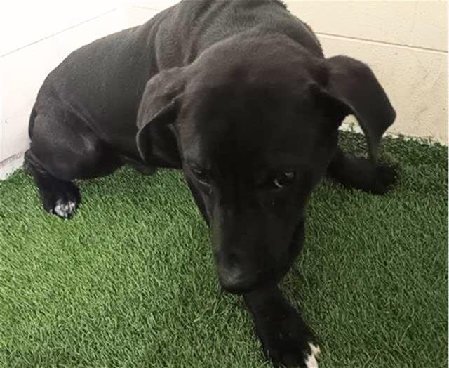 A1258893 - Bulldog available for adoption