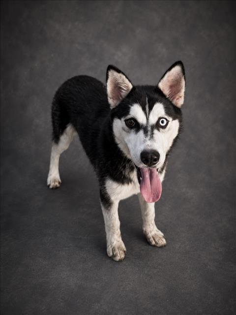 MIRA - Siberian Husky available for adoption