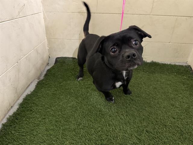 GENESIS - Pug available for adoption