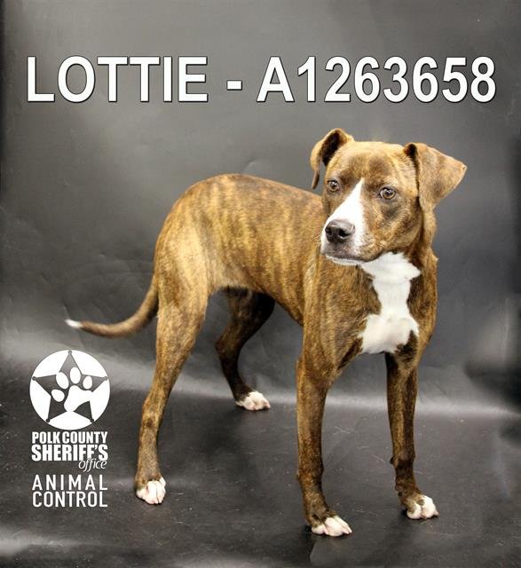 LOTTIE Image