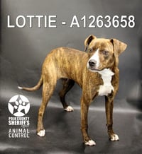 LOTTIE - Photo 1