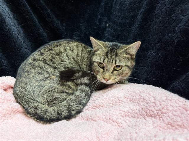 OLIVER - Domestic Short Hair available for adoption