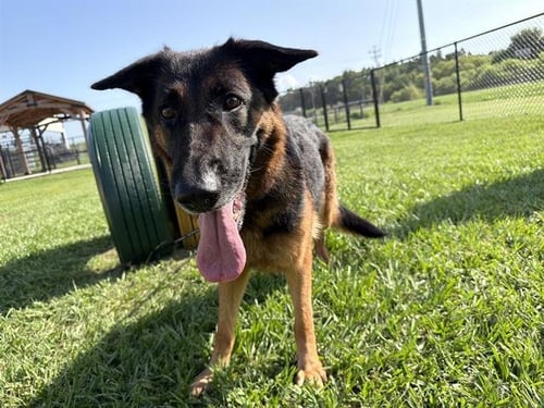 WILLA - German Shepherd Dog available for adoption