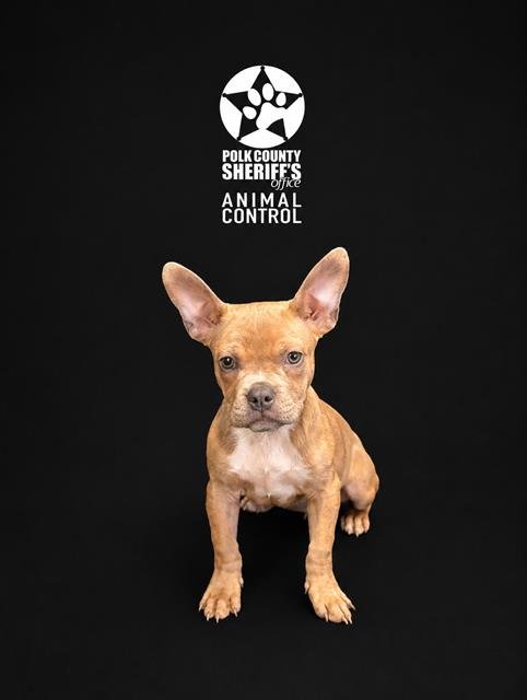BILLI - French Bulldog available for adoption