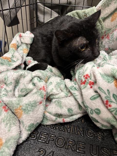 A1258951 - Domestic Short Hair available for adoption