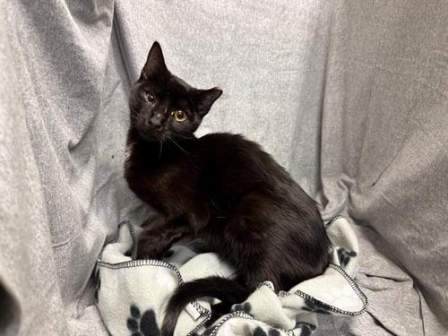 NOIR - Domestic Short Hair available for adoption