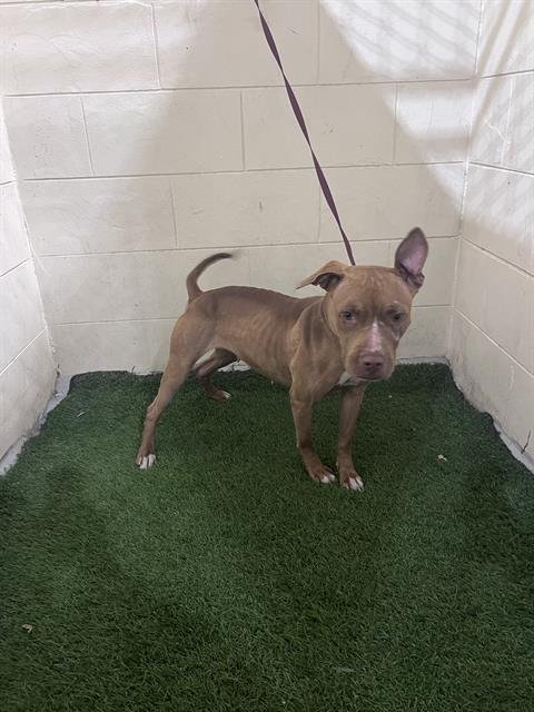 JULIE - Bulldog available for adoption