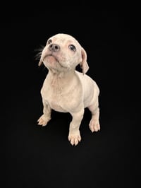 SILVER - Photo 1