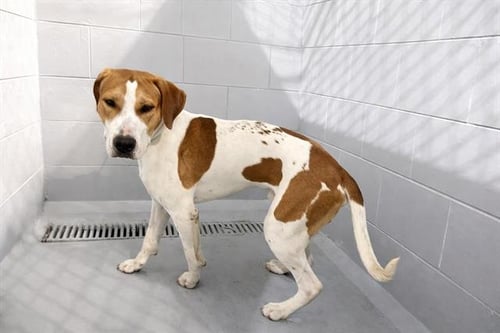 BUDDY - English Foxhound available for adoption