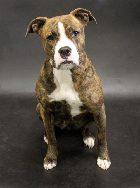 VALENTINE - Boxer available for adoption