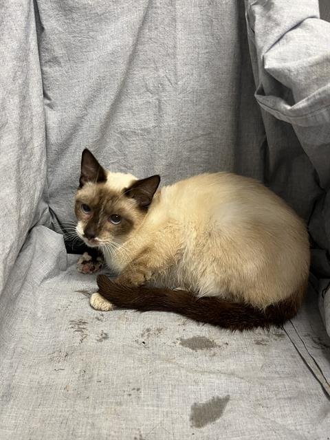 ASH - Domestic Short Hair available for adoption