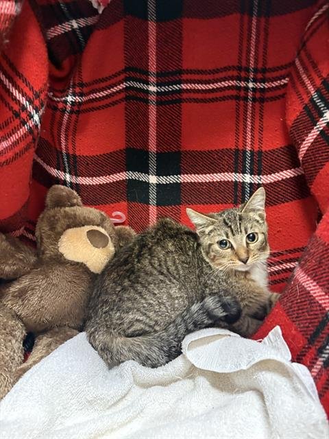 MABEL - Domestic Short Hair available for adoption