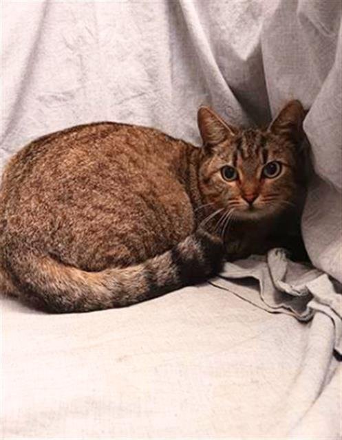 TOASTY - Domestic Short Hair available for adoption