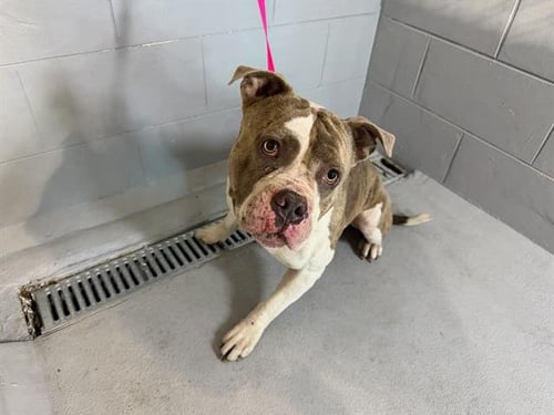 ROCKY - Bulldog for adoption in Lakeland