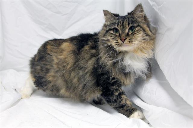 LOTTIE - Domestic Long Hair available for adoption