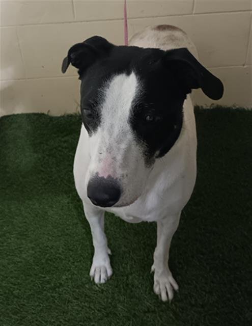 LILLY - Basenji available for adoption