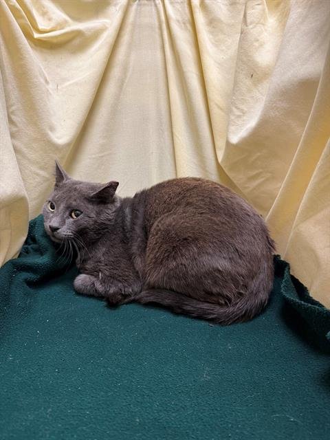 SMOKE - Domestic Short Hair available for adoption